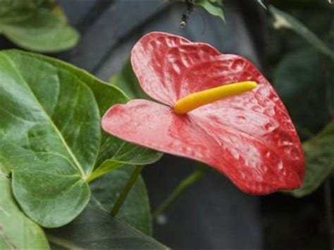 紅掌植物|火鶴花